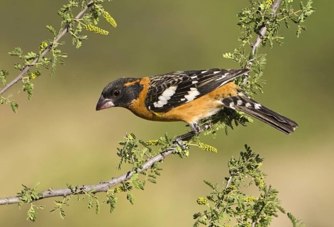 Black-headed Grosbeak (Pheucticus melanocephalus) male, Texas, USA, North America