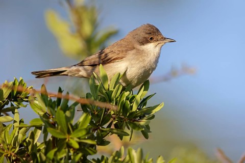 Nachtigallengrasmücke, Eastern Orphean Warbler, Sylvia crassirostris, Orpheusgrasmücke, Östliche