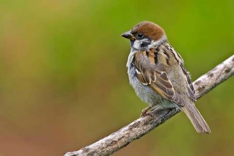 Eurasian Tree Sparrow (Passer montanus), Saxony-Anhalt, Germany, Europe