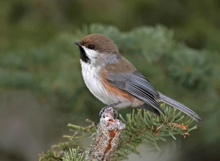 Boreal Chickadee (Poecile hudsonicus), Saskatchewan, Canada, North America
