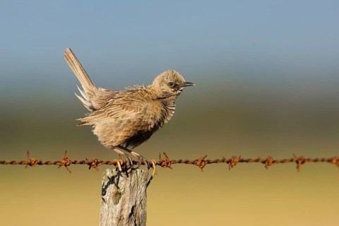 Brown Songlark (Megalurus cruralis) male perched on a barbed wire fence, Victoria, Australia,