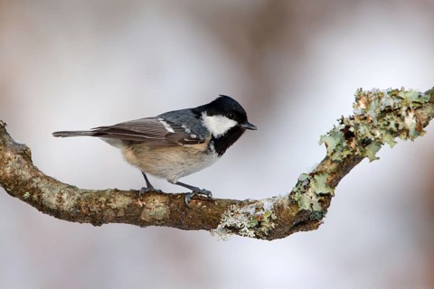 Zwarte mees, Coal tit, Periparus ater