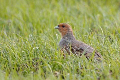 Grey Partridge (Perdix perdix) perched in grass field, North Rhine-Westphalia, Germany, Europe