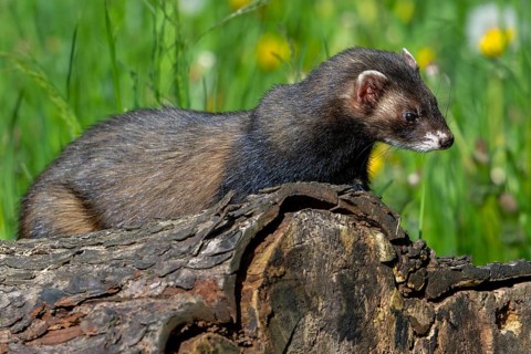 European polecat (Mustela putorius) on the hunt, looking for prey from fallen tree trunk in meadow