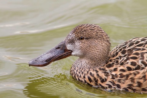 Northern Shoveler (Anas clypeata), female swimming on marsh, Tablas de Daimiel, Castilla la Mancha,