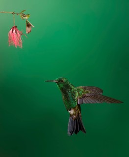 Copper-rumped Hummingbird (Amazilia tobaci), Trinidad and Tobago, Central America