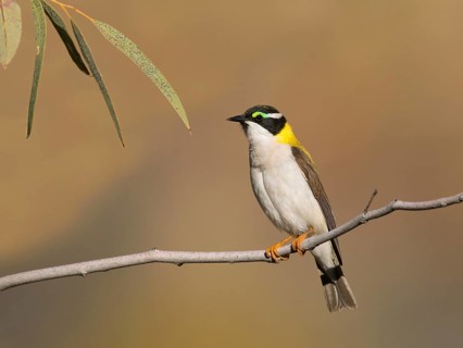 Black-chinned Honeyeater (Melithreptus gularis laetior), Northern Territory, Australia, Oceania