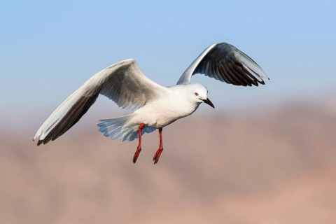 Slender-billed Gull (Chroicocephalus genei) flying, Eilat, Israel, Asia