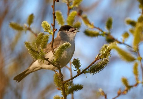 Eurasian Blackcap (Sylvia atricapilla) male singing, Mecklenburg-Western Pomerania, Germany, Europe
