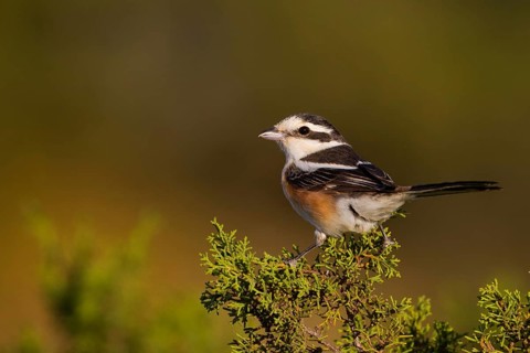 Masked Shrike (Lanius nubicus) female perched on a branch, Cyprus, Europe