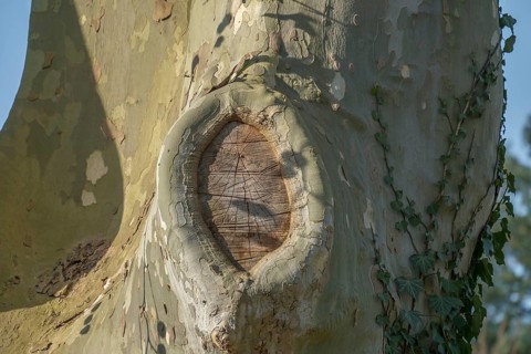 Platanus × acerifolia, close-up of tree trunk, Germany, Europe