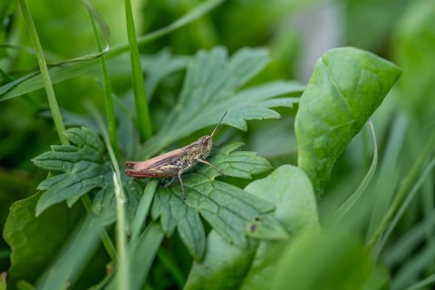 Great green bush cricket (locusta), grasshopper, on a leaf in a meadow, Tyrol, Austria, Europe