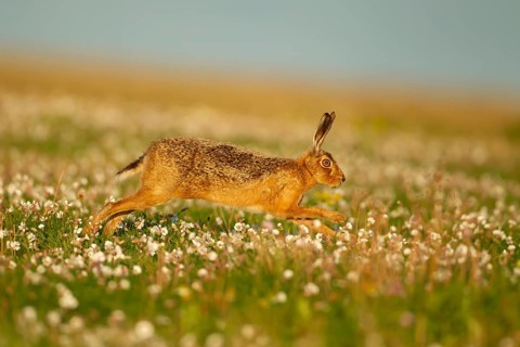 European brown hare (Lepus europaeus) adult animal running amongst Sea campion flowers in summer,