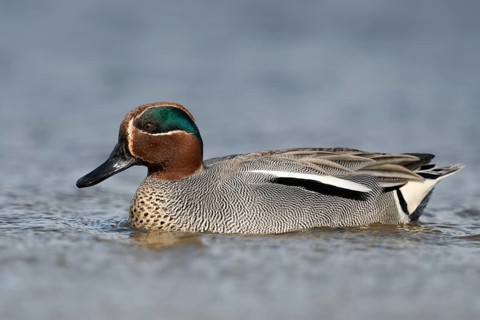 Eurasian Teal (Anas crecca) male, Schleswig-Holstein, Germany, Europe