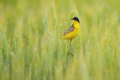 Western yellow wagtail, Motacilla flava, in the green field, sitting on the barley ear spike.