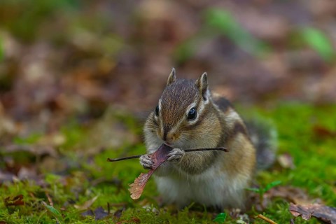 Siberian chipmunk (Eutamias sibiricus) in a forest in Tilburg Noord Brabant in the Netherlands