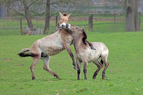 Przewalski's horse (Equus ferus przewalskii), playing in the meadow, rising, Tachi, Captive