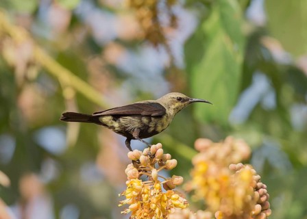 Copper Sunbird (Cinnyris cupreus) male, Gambia, Africa