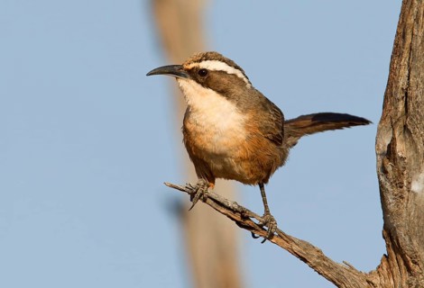 White-browed Babbler (Pomatostomus superciliosus), Australia, Oceania