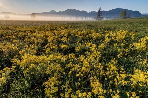 Rape, overgrown, morning light, fog, mountains, sunny, backlight, spring, Loisach-Lake Kochel-Moor,