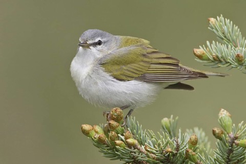 Tennessee Warbler (Leiothlypis peregrina), Manitoba, Canada, North America