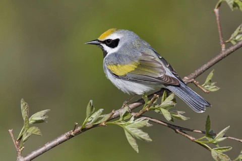 Golden-winged Warbler (Vermivora chrysoptera), Ontario, Canada, North America