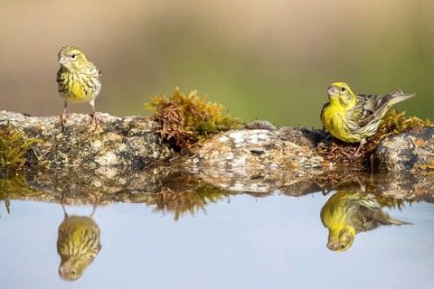 European Serin (Serinus serinus) male at a waterhole, Alicante, Spain, Europe