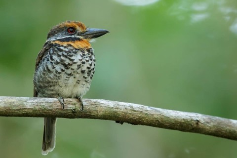 Spotted Puffbird (Bucco tamatia) perched on a branch in the grasslands of Guyana