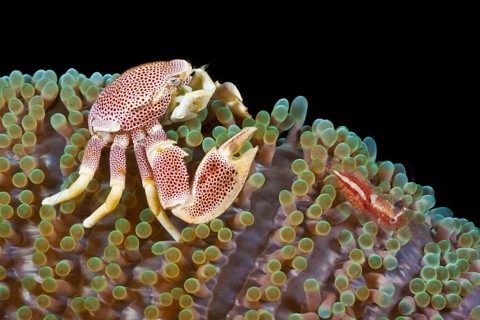 Fleckentupfen-Porzellankrebs, Neopetrolisthes maculatus, Partnergarnele, Periclimenes albolineatus