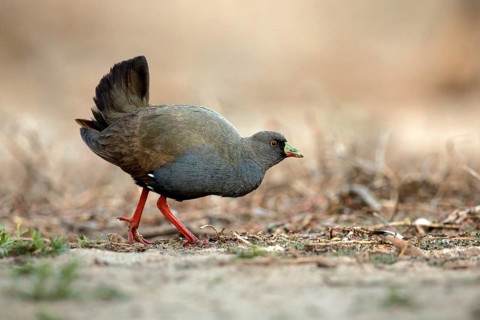 Black-tailed Nativehen (Tribonyx ventralis), Queensland, Australia, Oceania