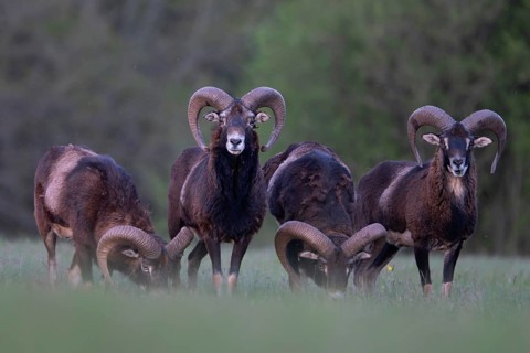 European mouflon (Ovis gmelini musimon, Syn.: Ovis orientalis musimon, Ovis aries musimon),