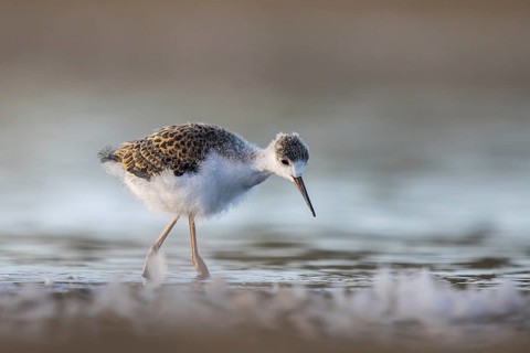 Black-winged Stilt (Himantopus himantopus) juvenile foraging, North Rhine-Westphalia, Germany,