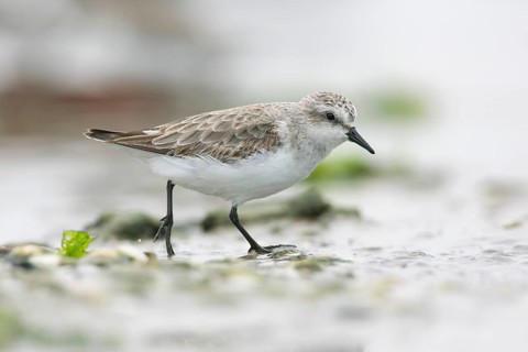 Red-necked Stint (Calidris ruficollis) foraging, Victoria, Australia, Oceania