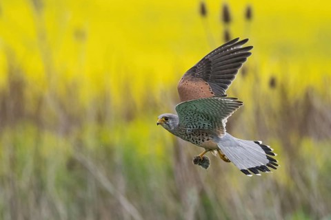 A Common Kestrel (Falco tinnunculus) with a captured mouse in flight over a yellow and green