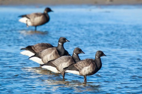 Brant Goose (Branta bernicla) group, Netherlands