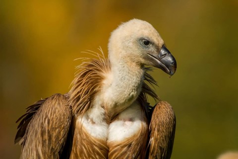 Griffon Vulture (Gyps fulvus), portrait, Castile and Leon, Spain, Europe