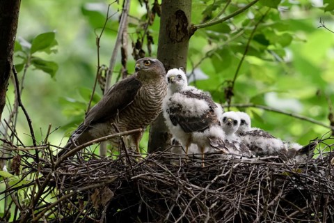 Eurasian Sparrowhawk (Accipiter nisus) female with chicks in nest, North Rhine-Westphalia, Germany,