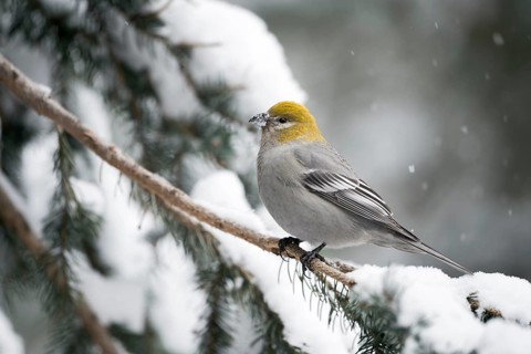 Pine Grosbeak (Pinicola enucleator) female perched on snowy branch, Wyoming, USA, North America