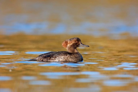 Hooded Merganser (Lophodytes cucullatus) female, British Columbia, Canada, North America