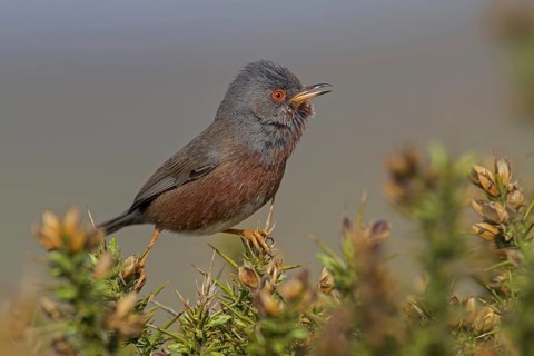 Dartford Warbler (Sylvia undata) male, Wales, United Kingdom, Europe