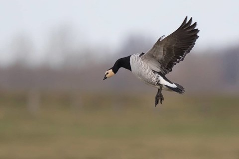 Barnacle Goose (Branta leucopsis) landing, North Rhine-Westphalia, Germany, Europe