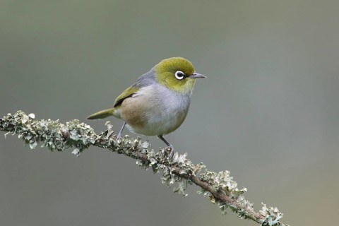 Silvereye (Zosterops lateralis) perched on a branch, Victoria, Australia, Oceania