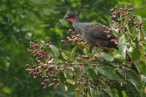 Cauca Guan (Penelope perspicax) perched on a branch in the mountains of Colombia, South America