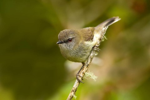 Grey Gerygone (Gerygone igata), New Zealand, Oceania