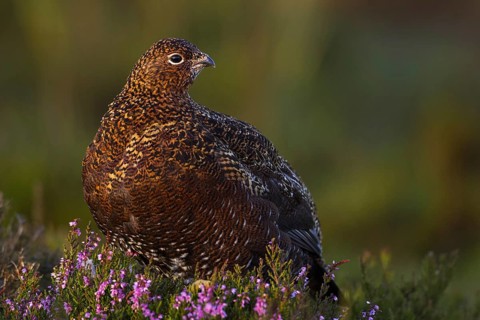 Red Grouse (Lagopus lagopus scotica), Yorkshire, United Kingdom, Europe