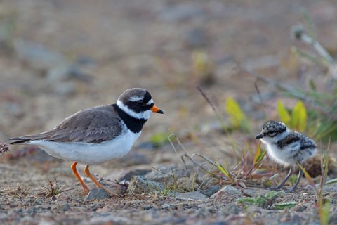 Common Ringed Plover (Charadrius hiaticula) with chick, Iceland, Europe