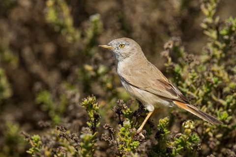 Asian Desert Warbler - Wüstengrasmücke - Sylvia nana, Oman, Asia