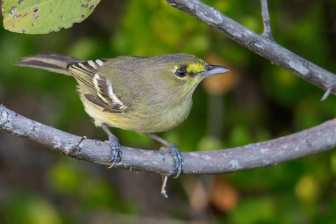 Thick-billed Vireo (Vireo crassirostris) perched on a branch in Cuba