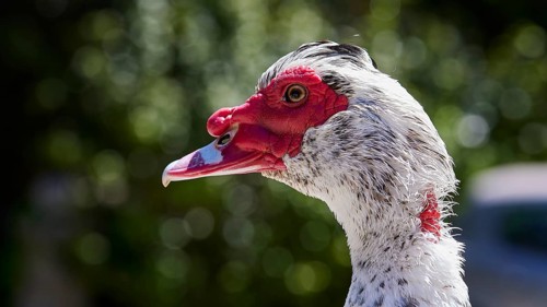 Portrait of a Warty Duck (Phacocherus) with striking red and white colouring, Rodini Park,
