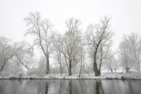 Winter landscape by a river, willows (Salix) on the bank in heavy snowfall, North Rhine-Westphalia,